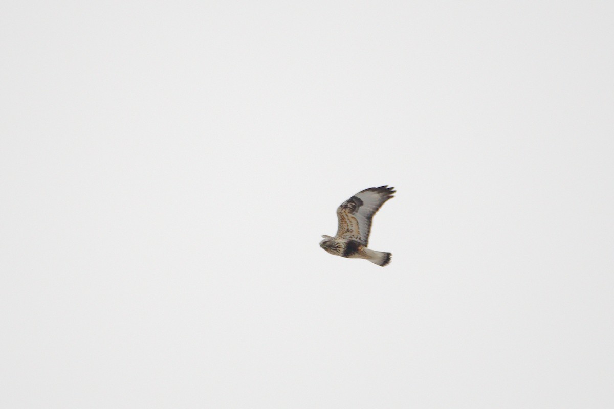 Rough-legged Hawk - ML313725021