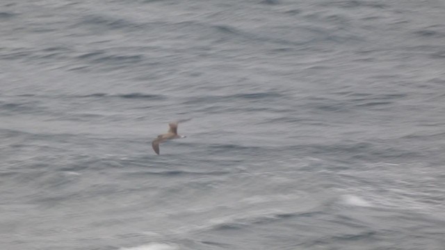 Cory's Shearwater - ML313725101