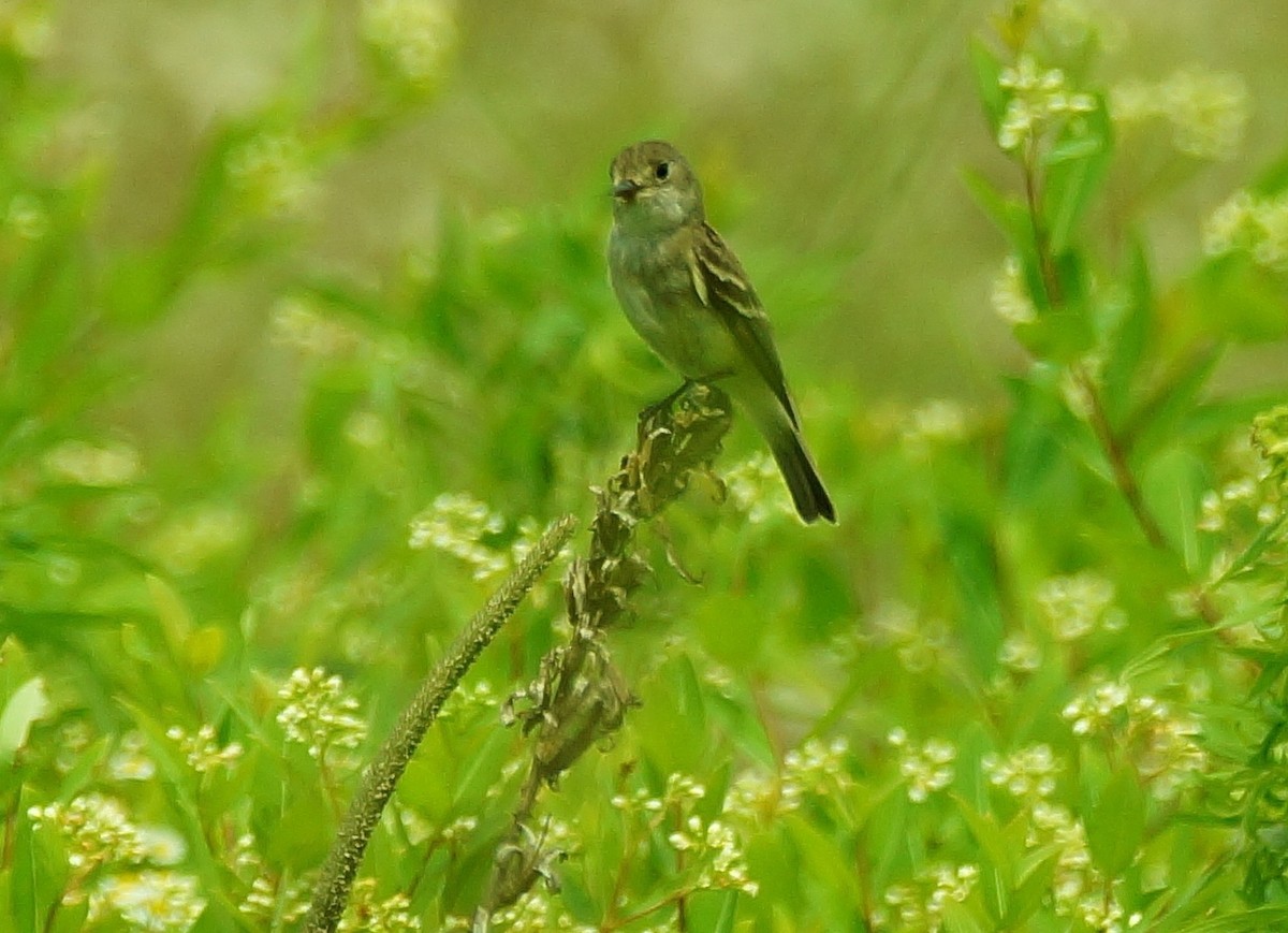 Willow Flycatcher - ML31372511