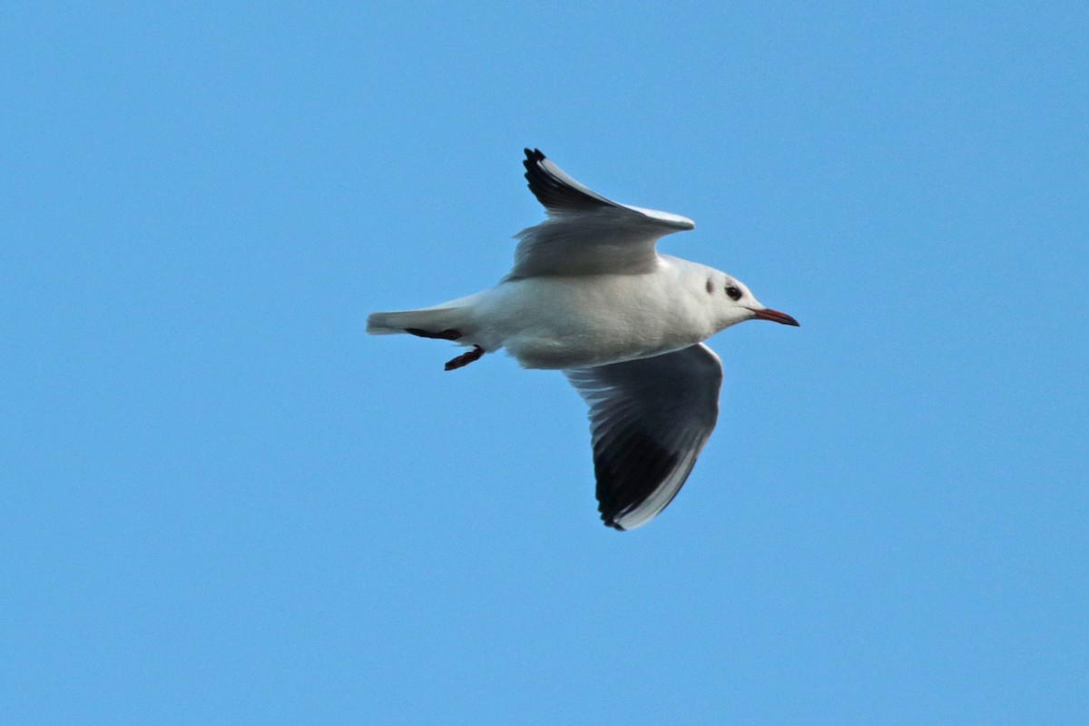 Black-headed Gull - Letty Roedolf Groenenboom