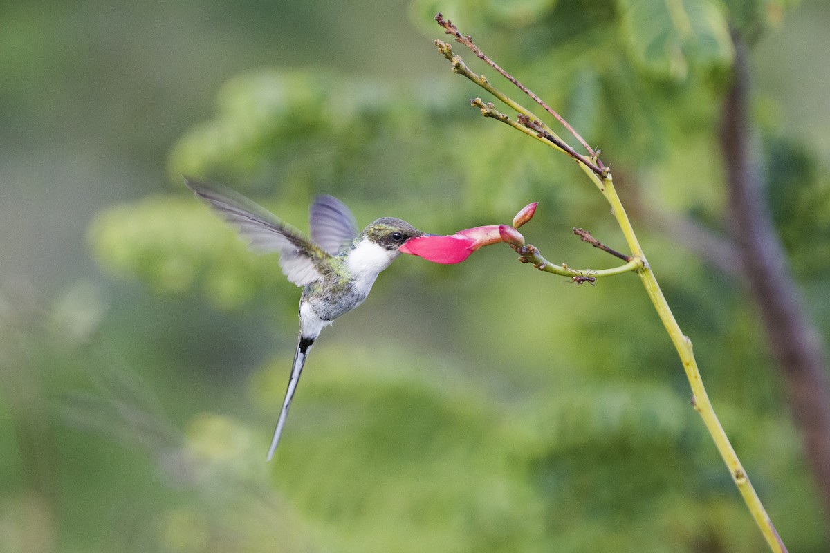 Colibrí Cornudito - ML313727341