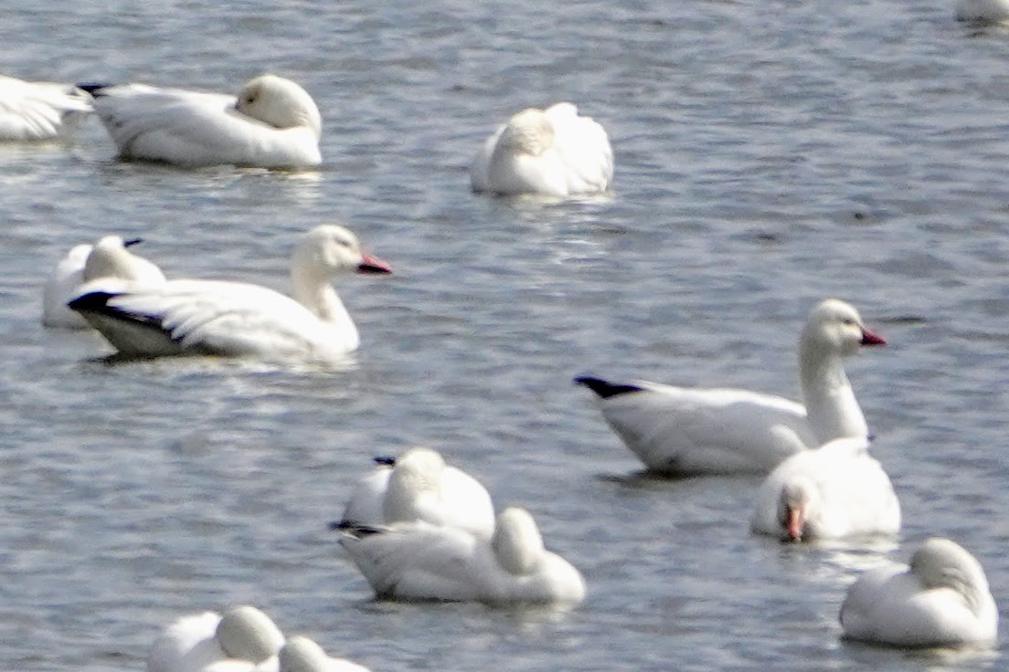 Ross's Goose - ML313727801