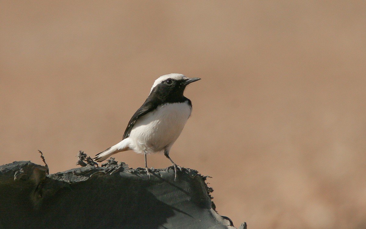 Mourning Wheatear (Mourning) - ML313728901