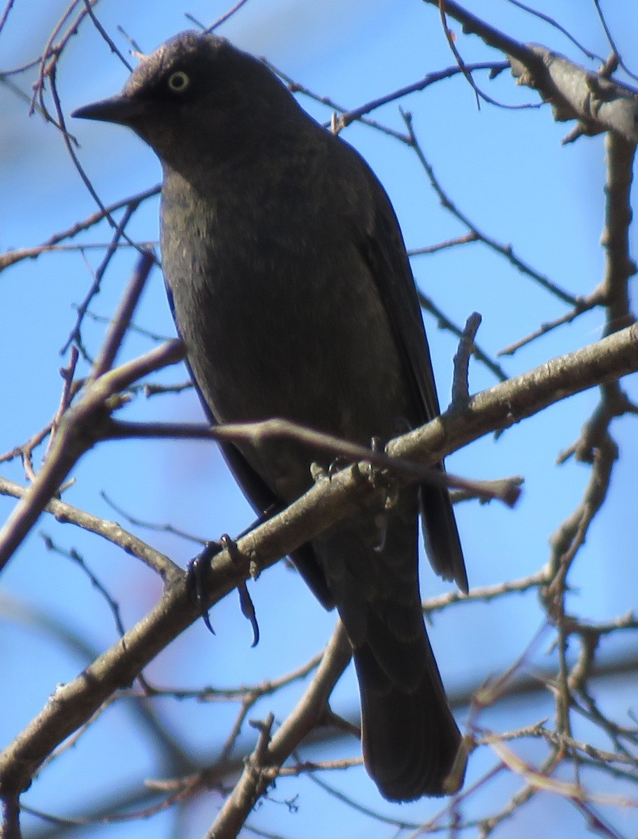 Rusty Blackbird - ML313729011