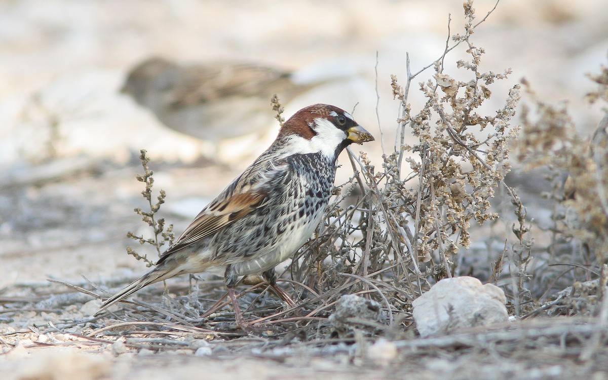 Spanish Sparrow - ML313729051