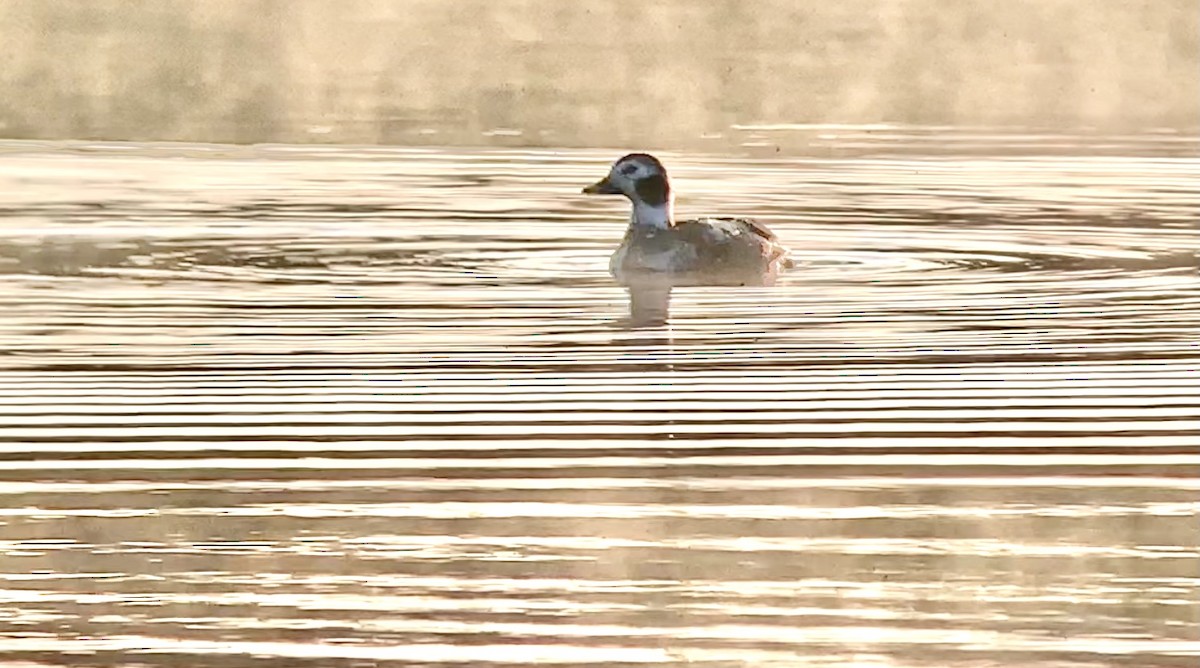 Long-tailed Duck - ML313729181