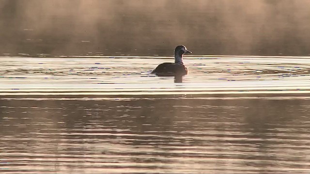 Мөнгөлөг шунгаахай - ML313729201