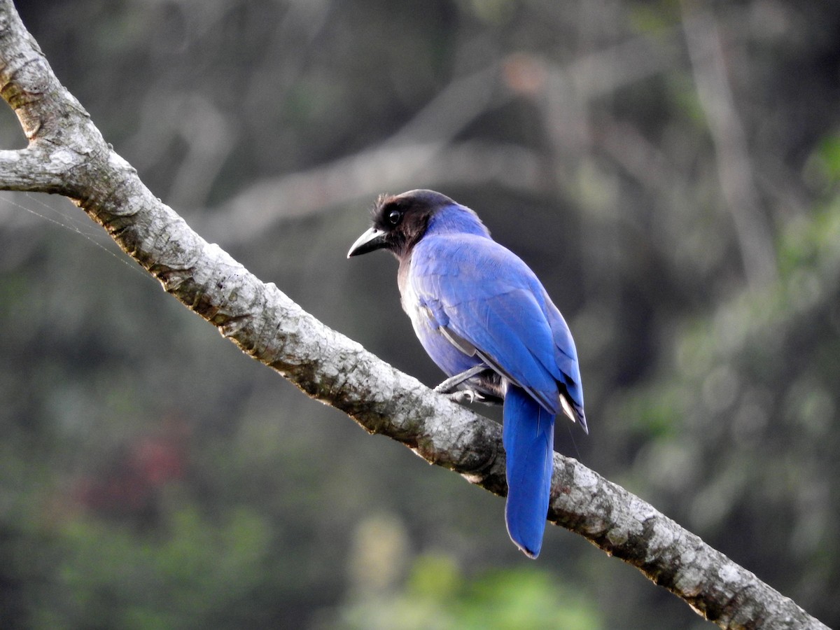 Azure Jay - ML31373021