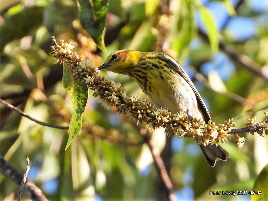 Cape May Warbler - Peter Davey