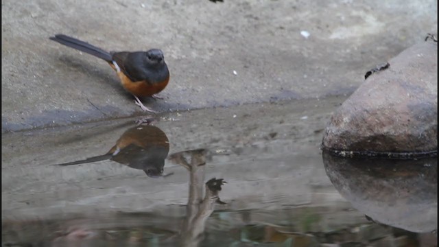 White-rumped Shama - ML313735711