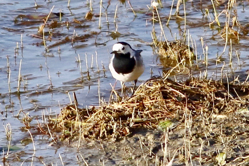 White Wagtail - ML313735931