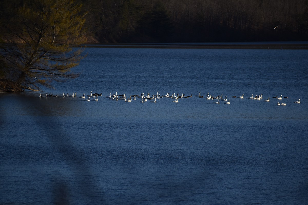 Tundra Swan - ML313737391