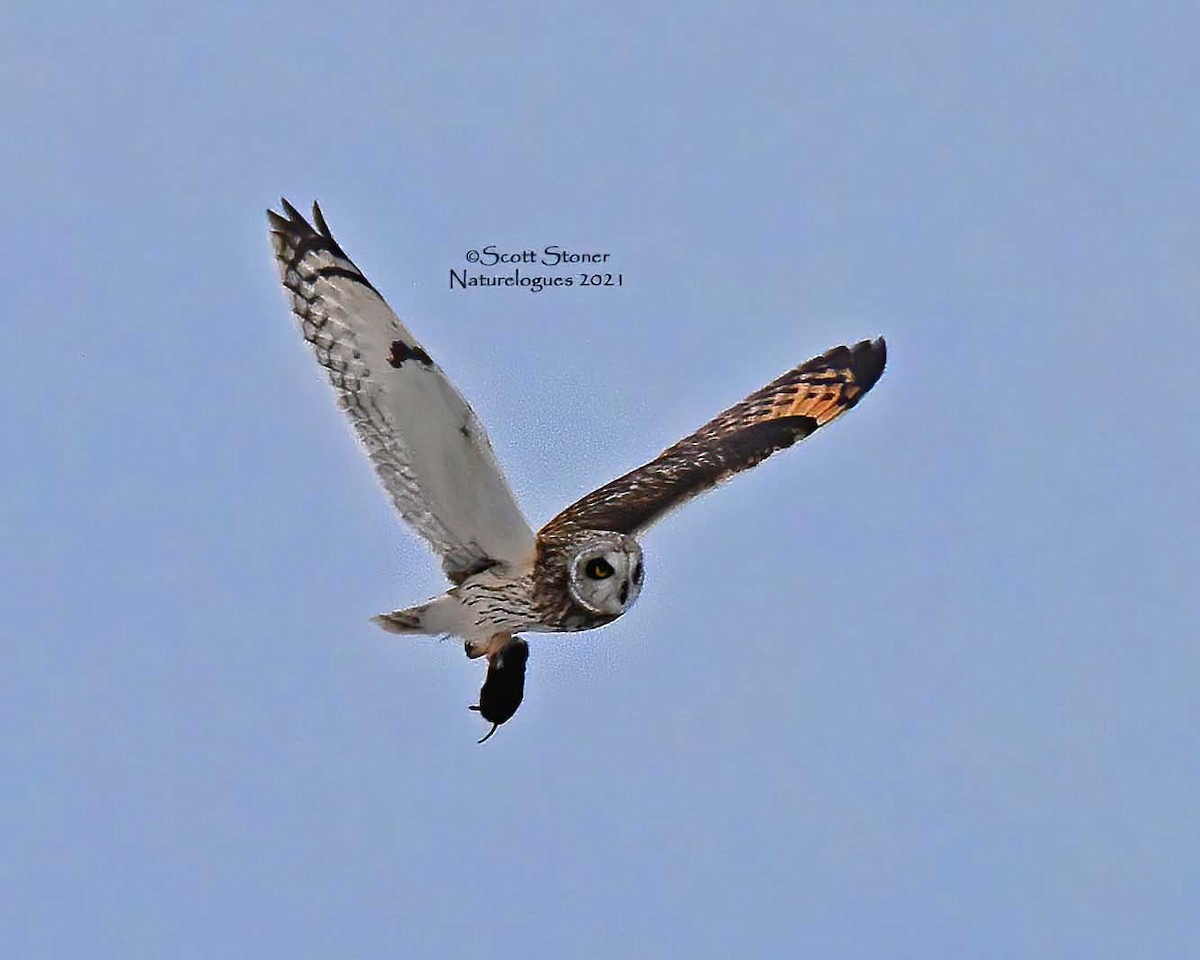 Short-eared Owl - ML313738611