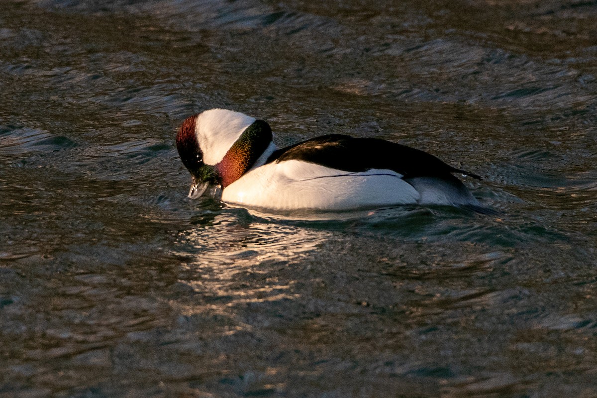 Bufflehead - Katherine Zhang