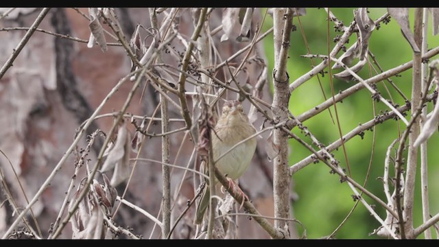 Bachman's Sparrow - ML313739761
