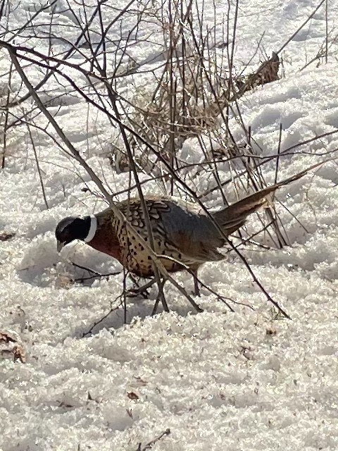 Ring-necked Pheasant - Denis Mora