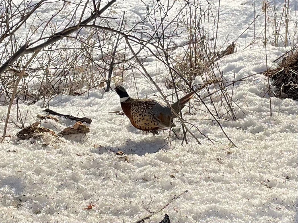 Ring-necked Pheasant - ML313740751