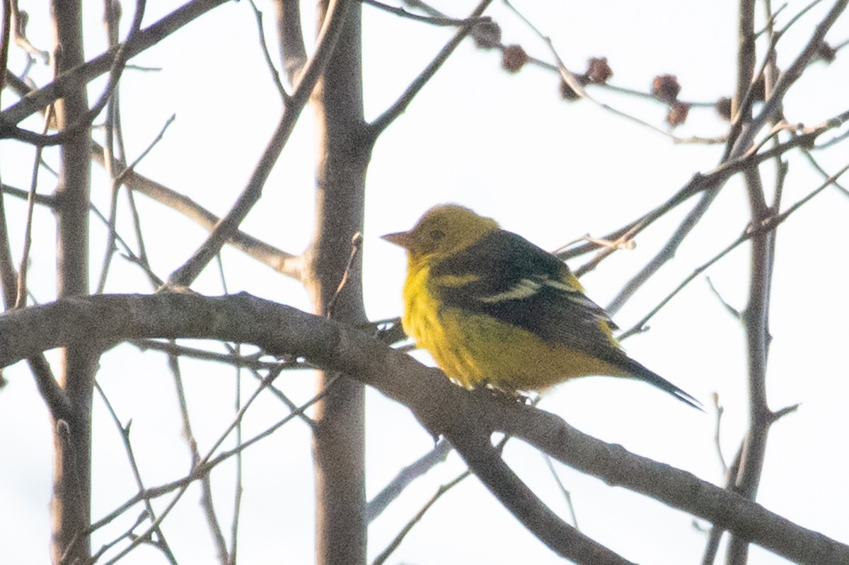 Western Tanager - ML313741171