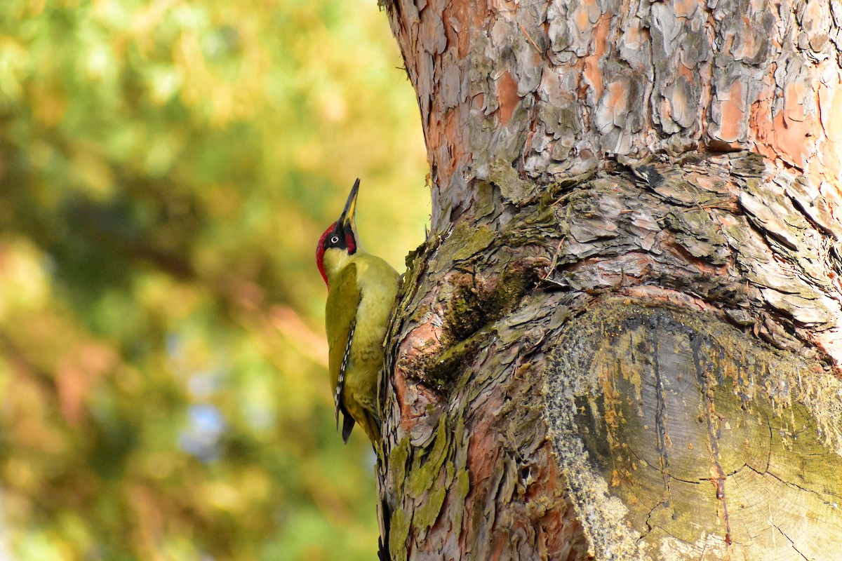Eurasian Green Woodpecker - ML313742381