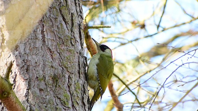 Eurasian Green Woodpecker - ML313742641