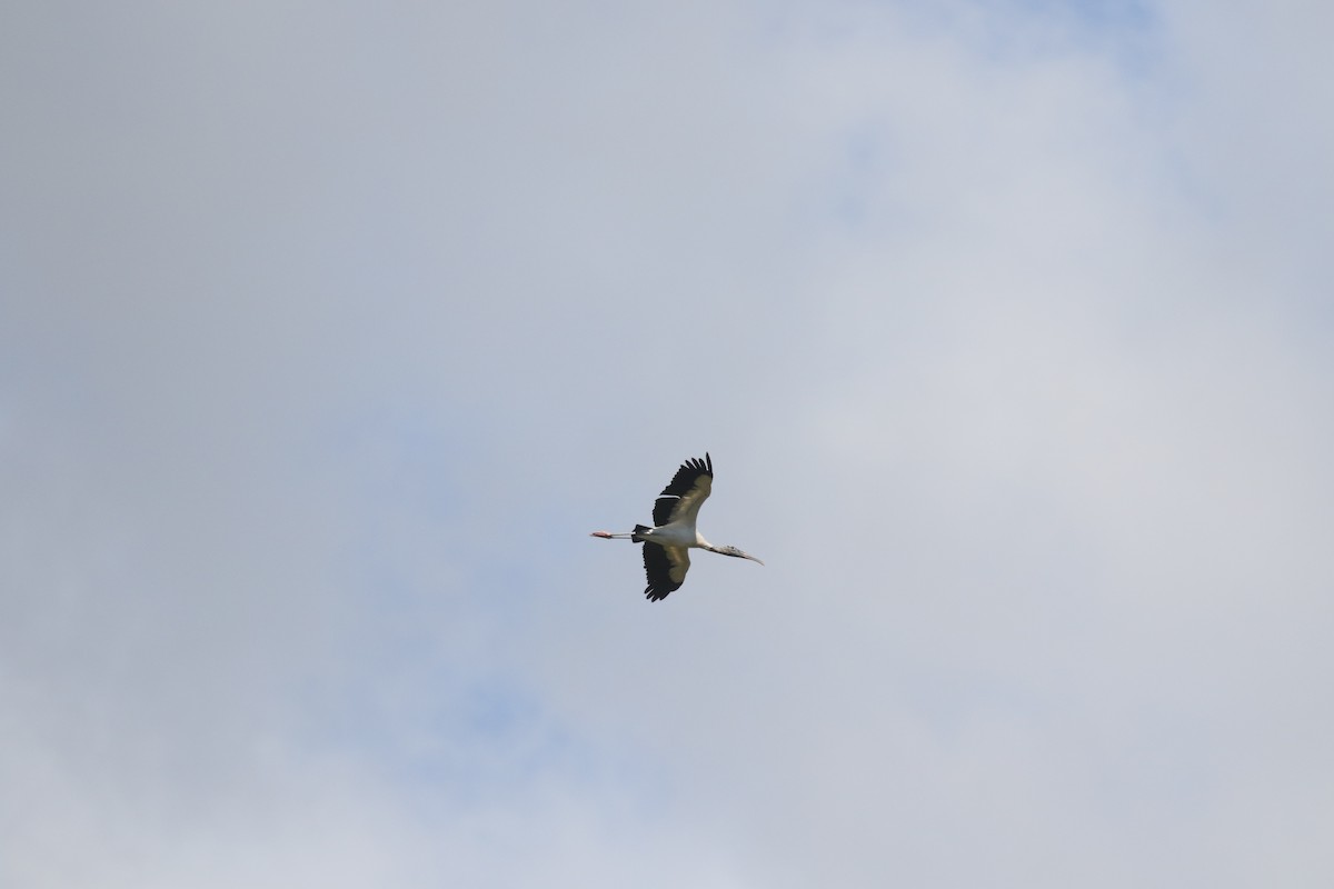 Wood Stork - ML313742991