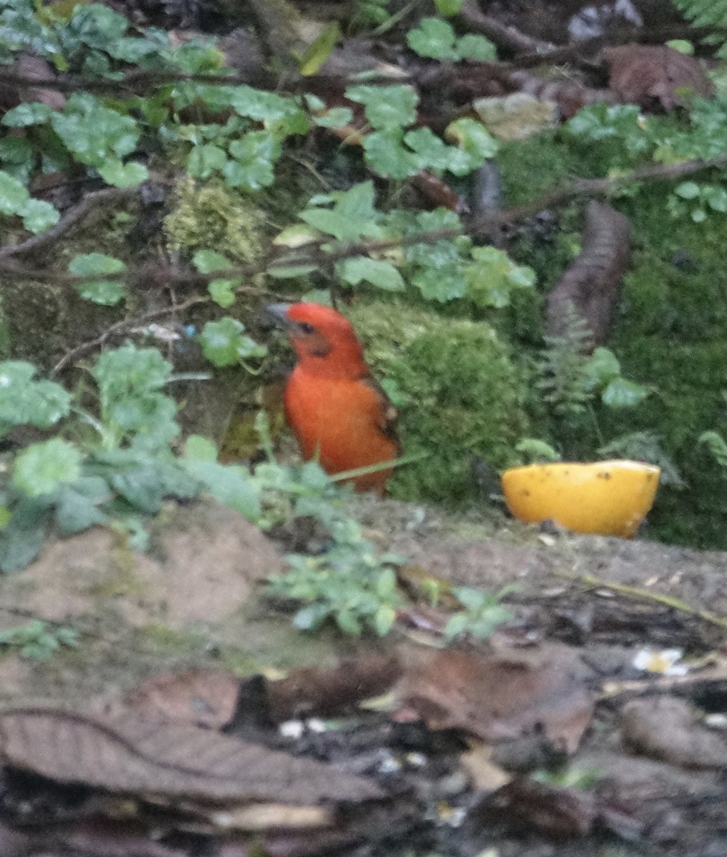 Flame-colored Tanager - ML313743471