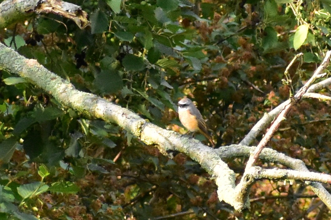 Common Redstart - ML313745531