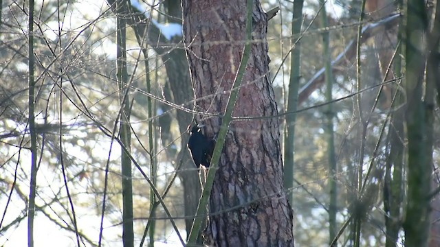 Black Woodpecker - ML313746341