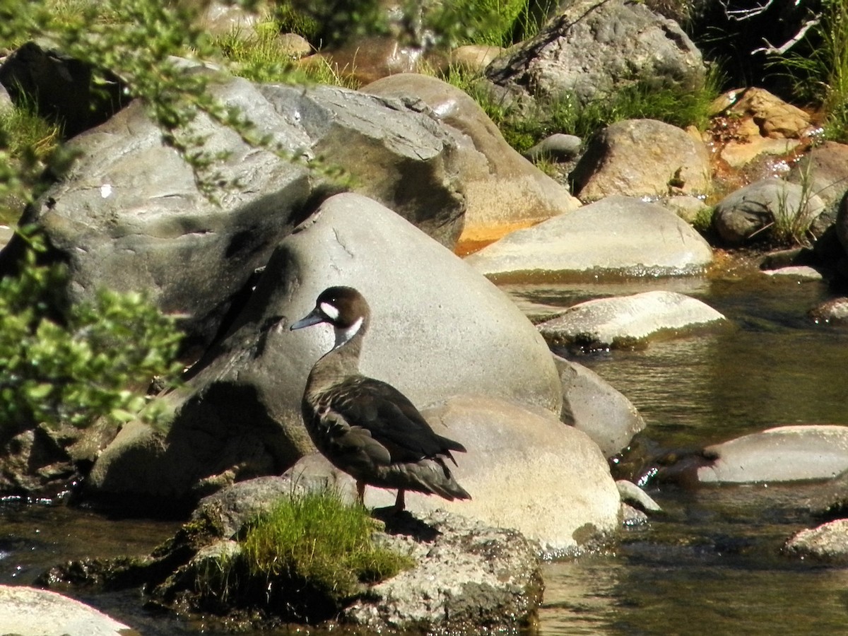 Spectacled Duck - ML313748741