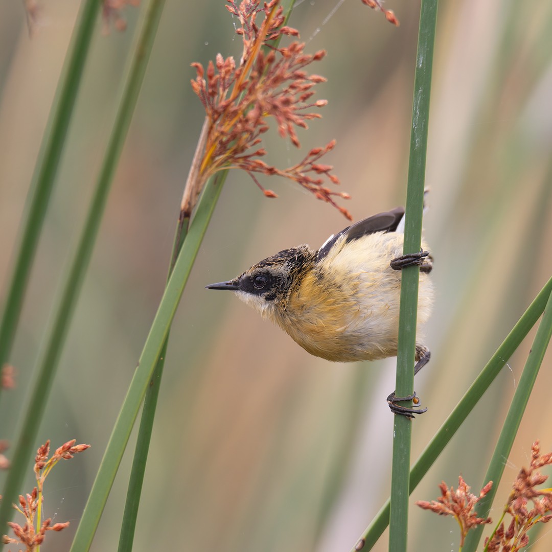 Many-colored Rush Tyrant - ML313750141