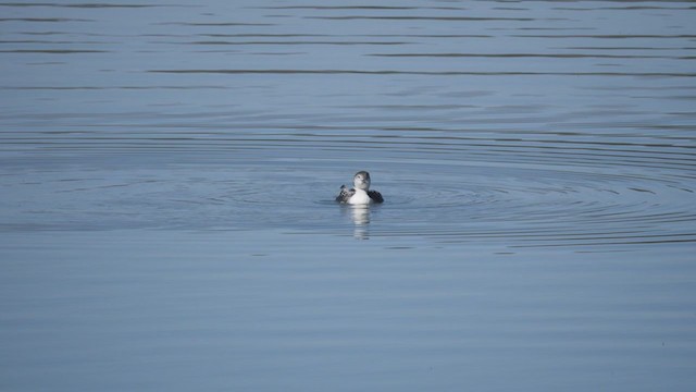 Common Loon - ML313750711