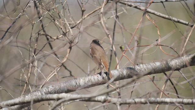 Hermit Thrush - ML313750901