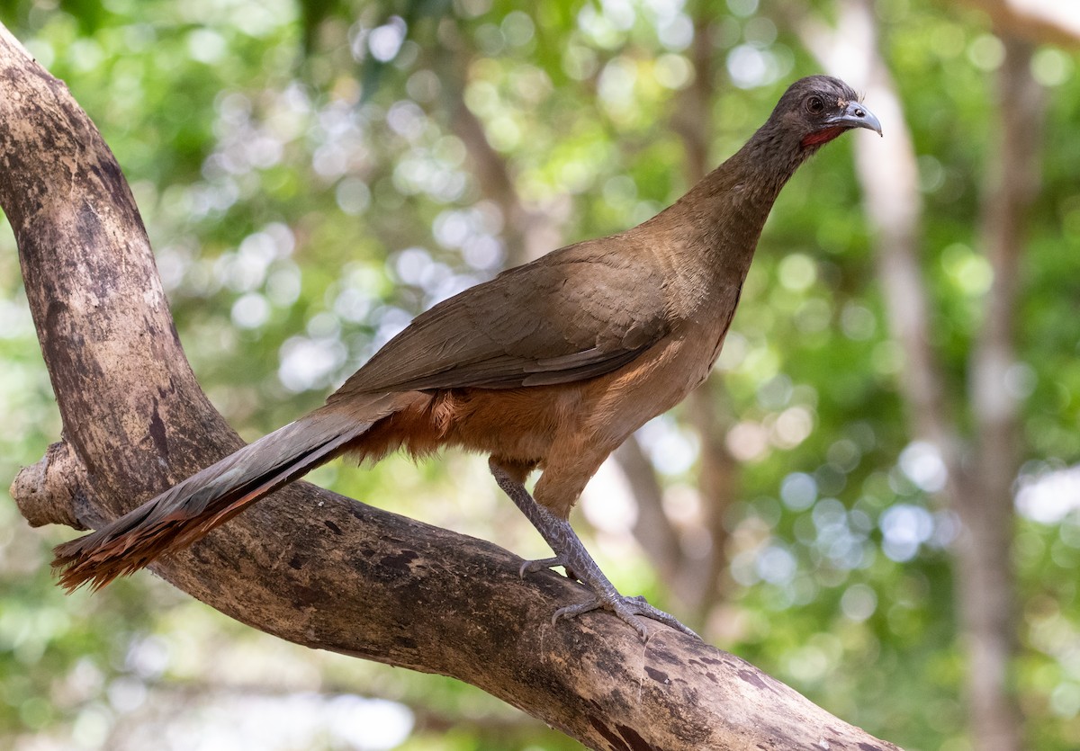 Rufous-vented Chachalaca (Rufous-tipped) - ML313750951