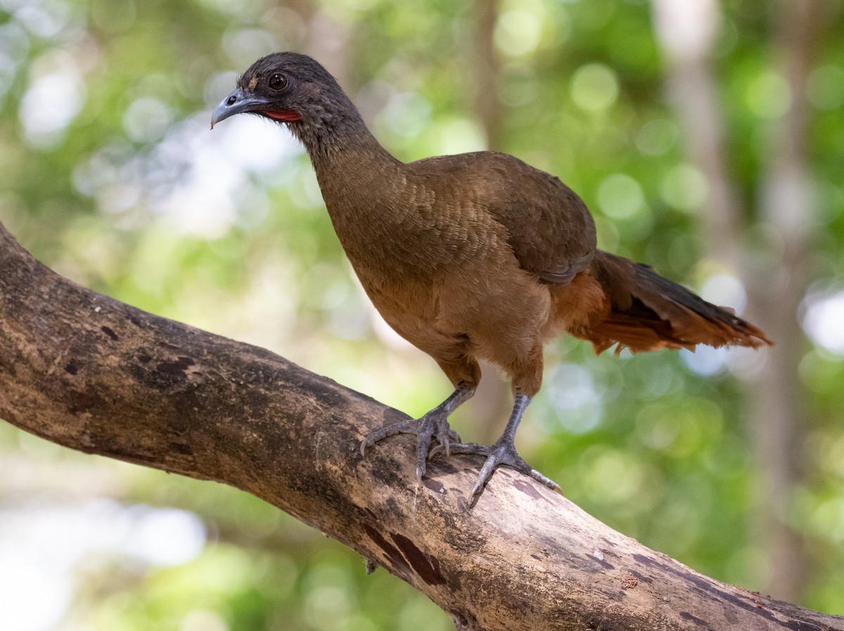 Rufous-vented Chachalaca (Rufous-tipped) - ML313750991