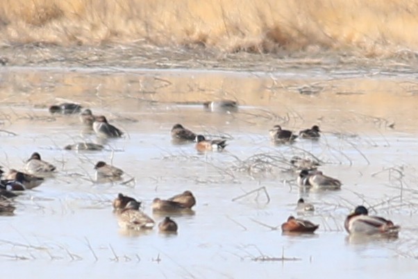 Blue-winged Teal x Northern Shoveler (hybrid) - Jonathan Feenstra