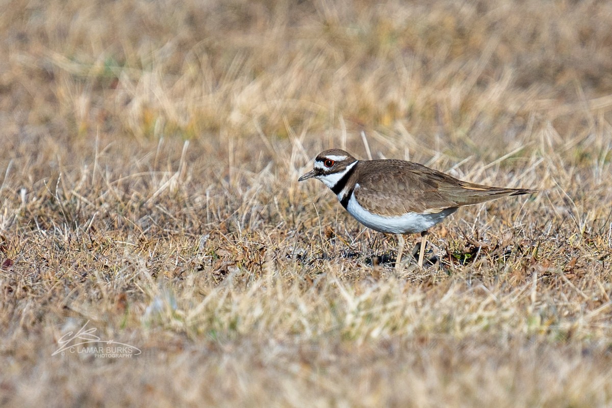 Killdeer - ML313752741