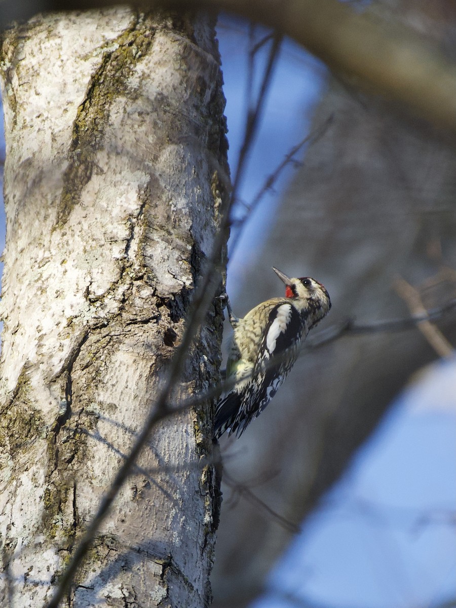 Yellow-bellied Sapsucker - ML313754221