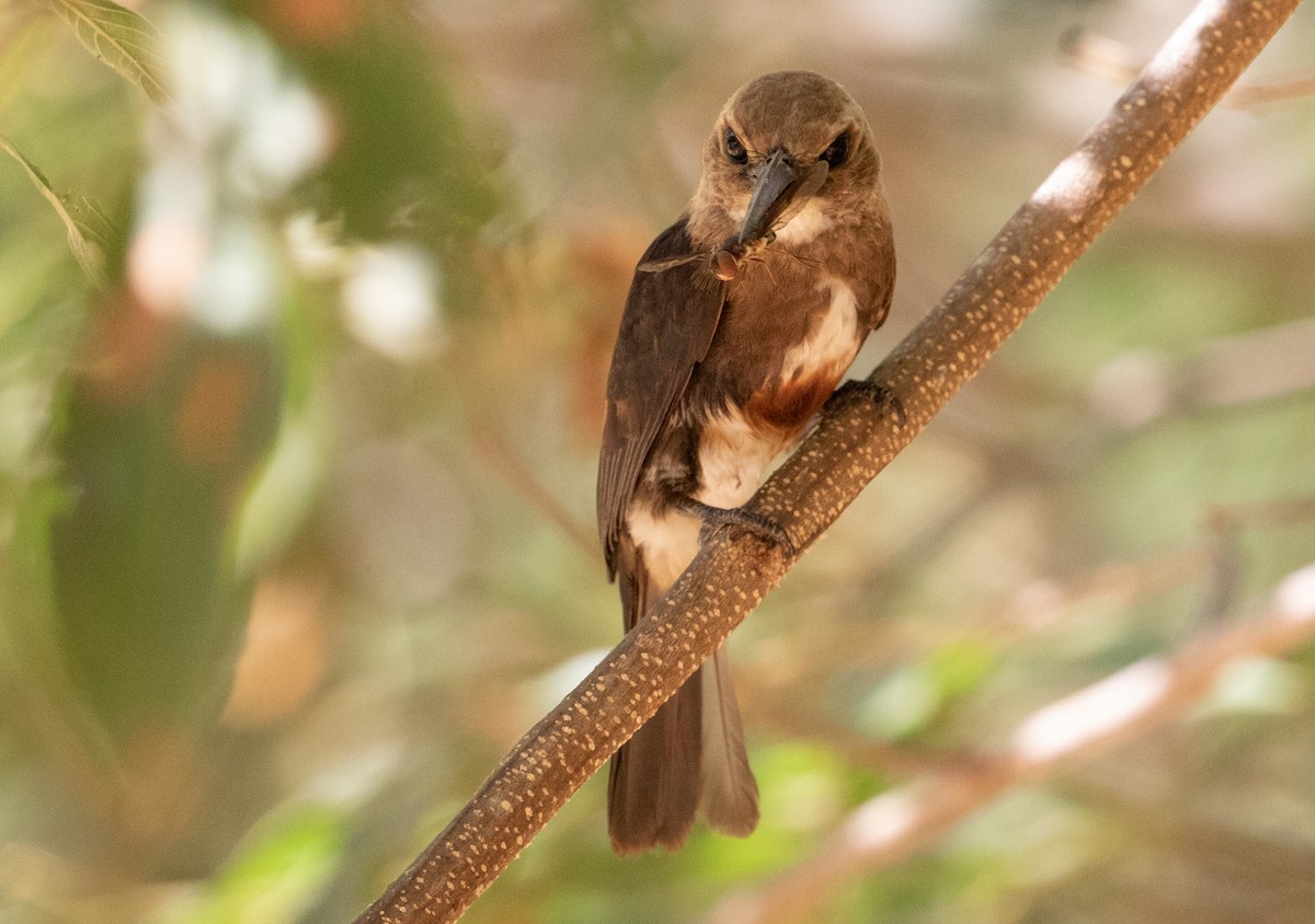 Pale-headed Jacamar - George Armistead | Hillstar Nature