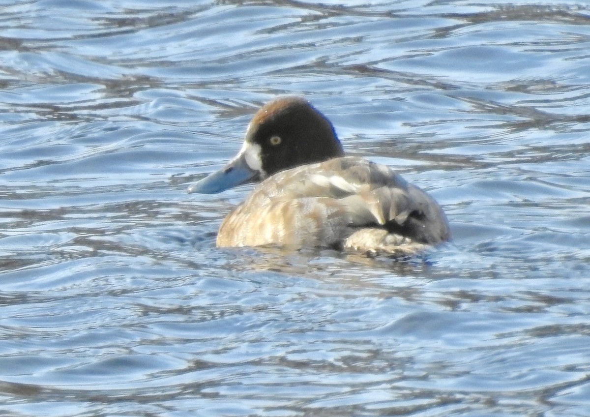 Lesser Scaup - ML313755971