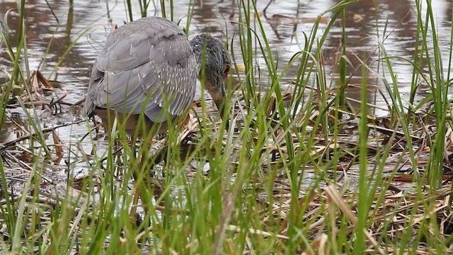 Yellow-crowned Night Heron - ML313756331