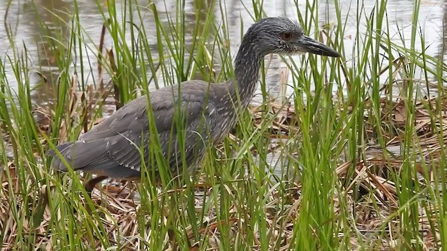 シラガゴイ - ML313756531