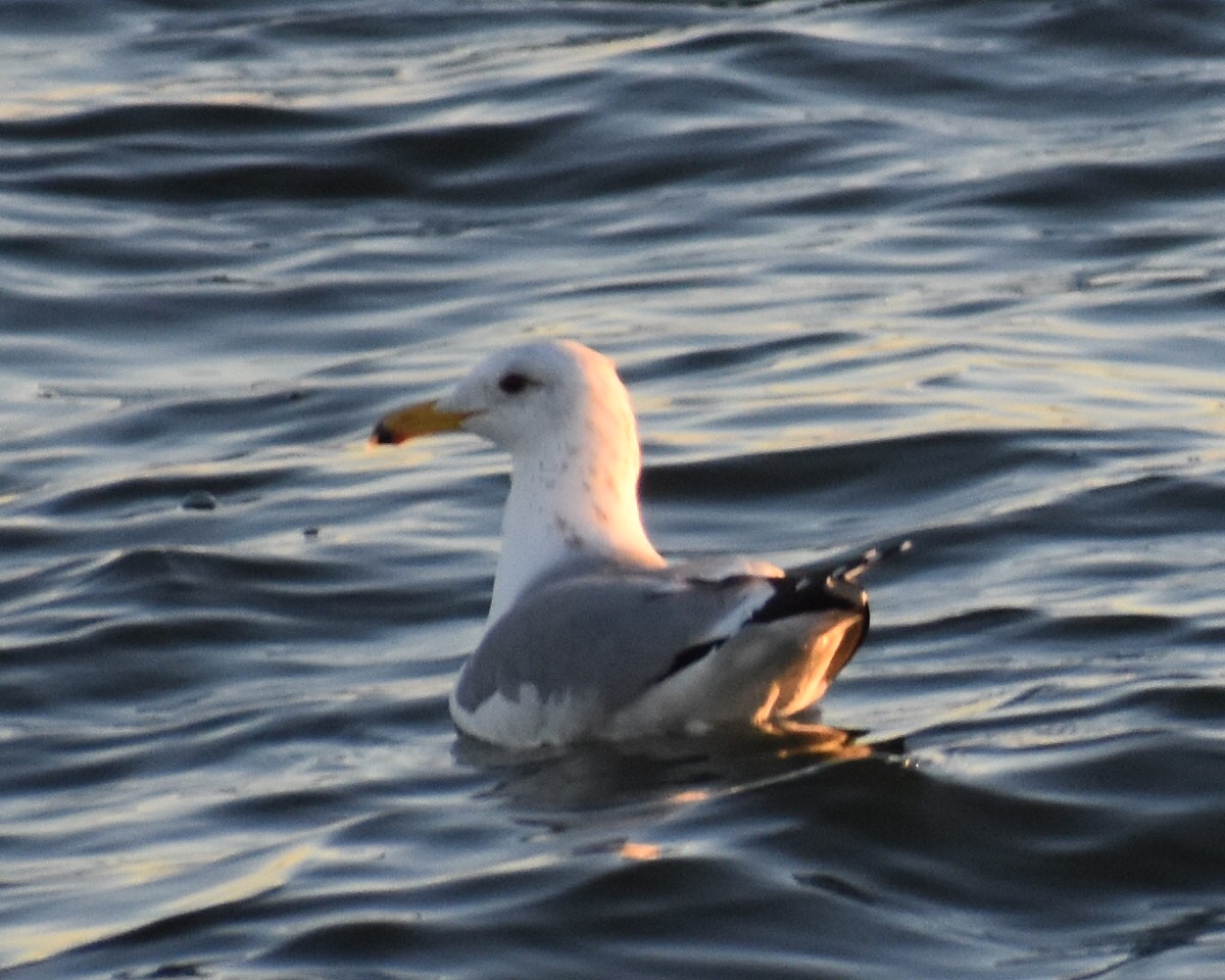 Gaviota Californiana - ML313757161