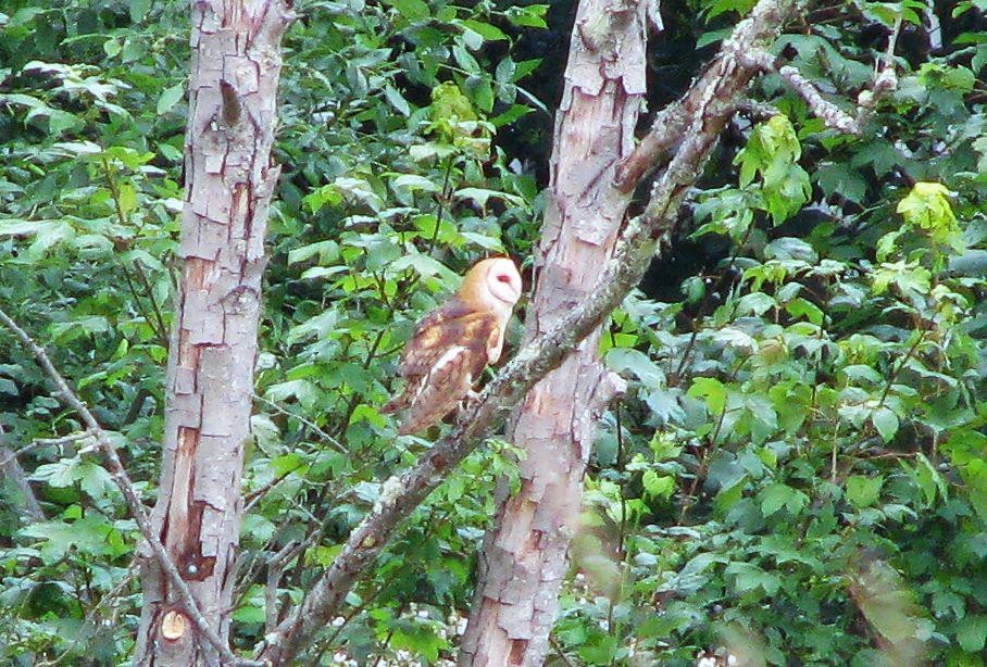 Barn Owl - Mark Vernon