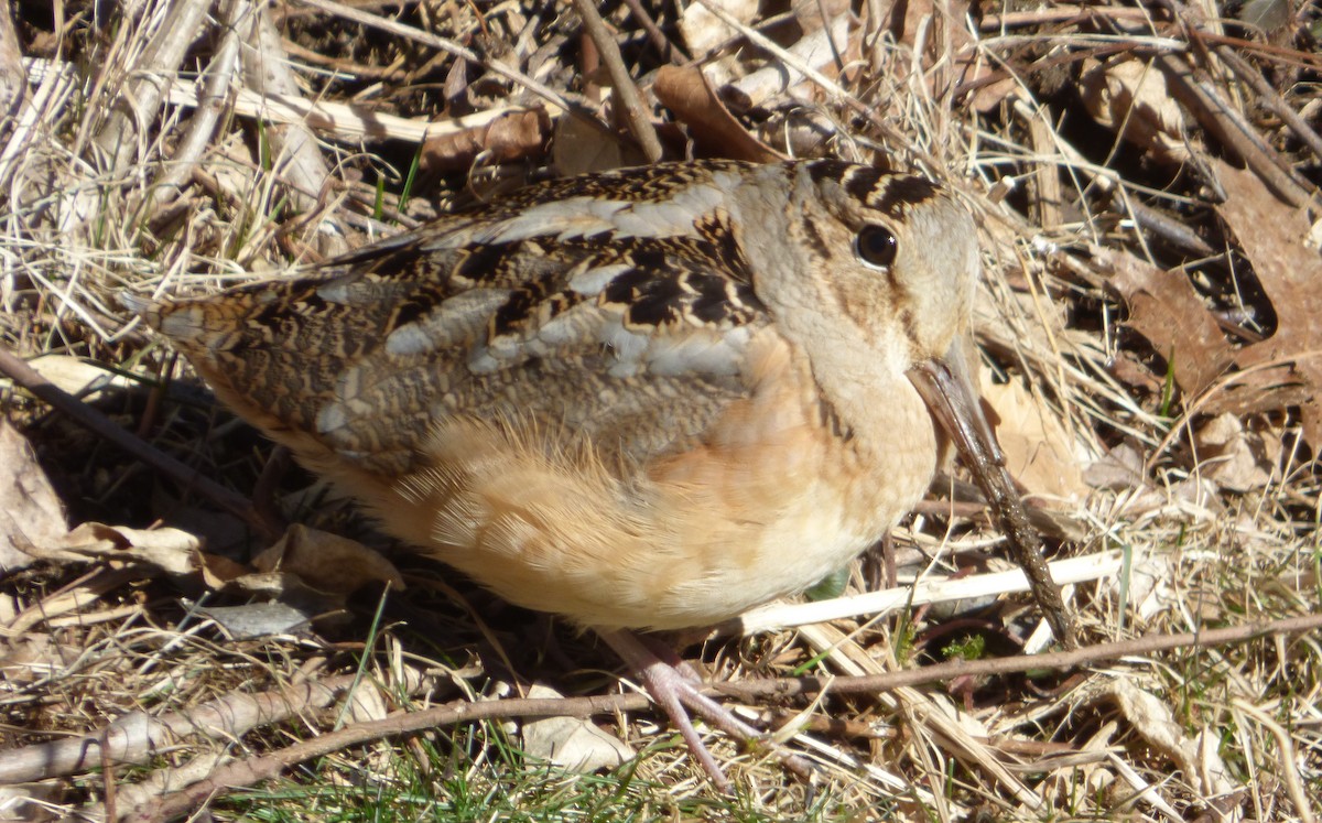 American Woodcock - ML313758941