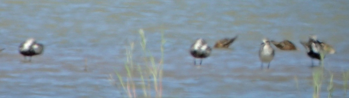 Black-bellied Plover - ML31375931