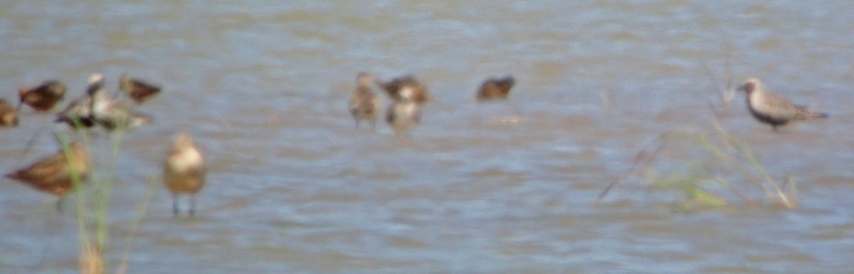 Black-bellied Plover - ML31375951