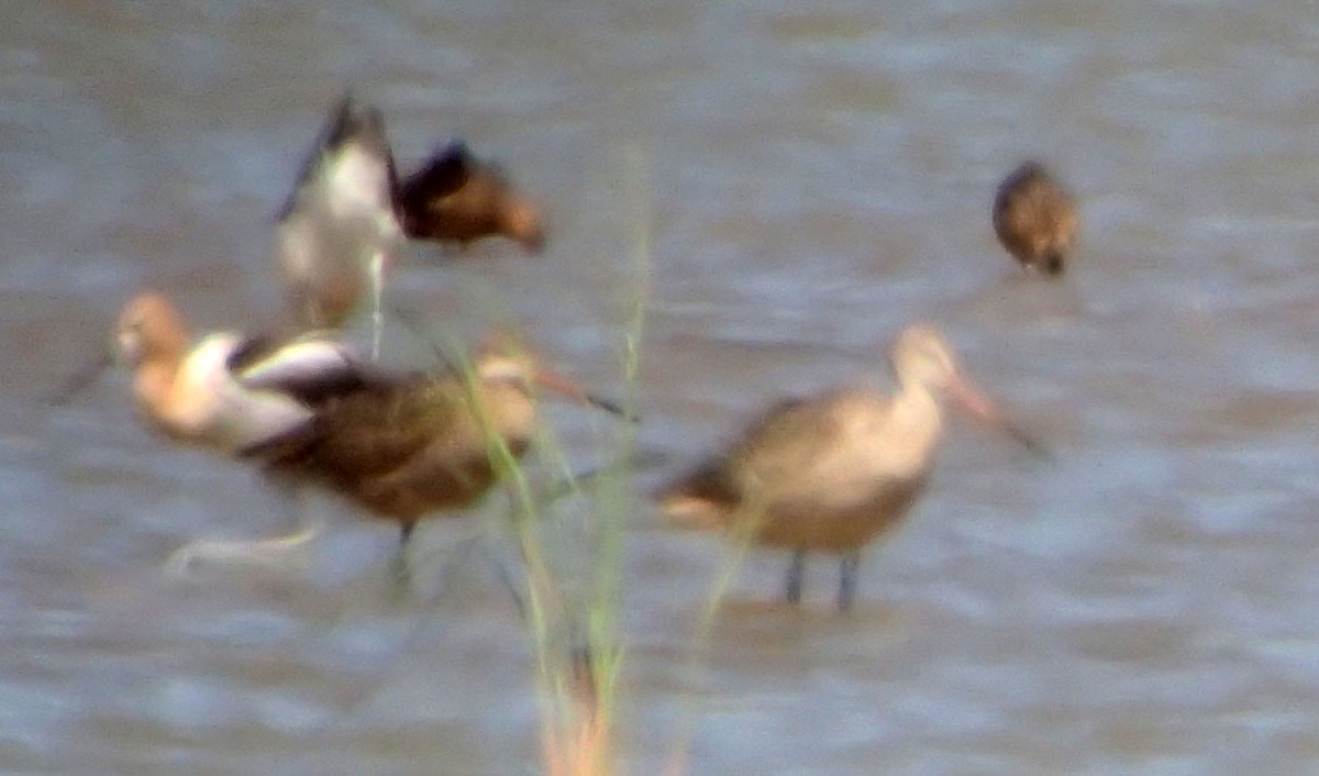 Marbled Godwit - ML31375971