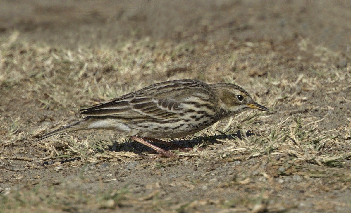 Txirta lepagorria - ML313760921