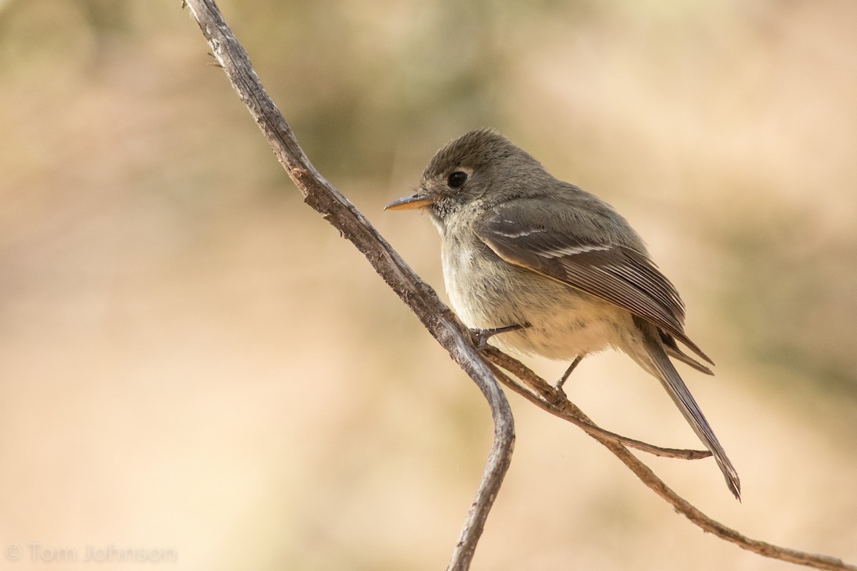 Pine Flycatcher - Tom Johnson