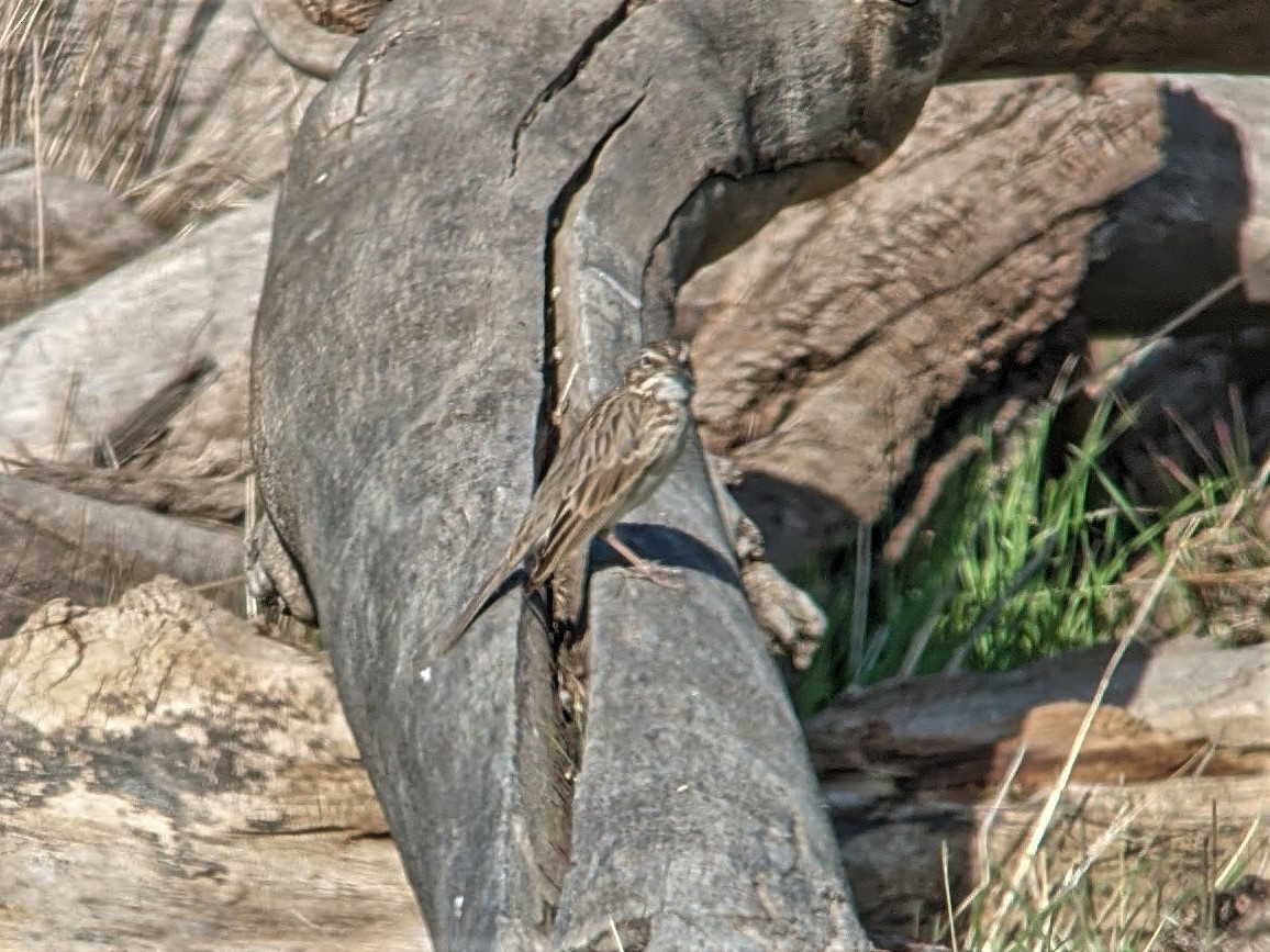 Vesper Sparrow - Bruce Mast